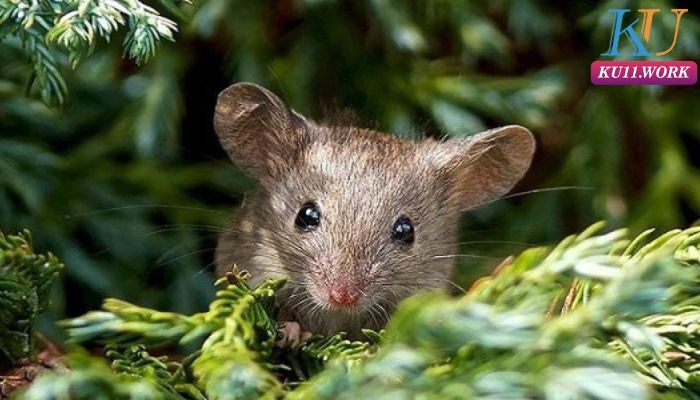 Chuột trong phong thủy mang ý nghĩa gì?